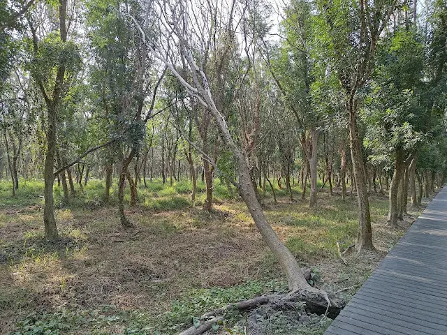 溪州公園森林區 - 「芬多精步道」主線