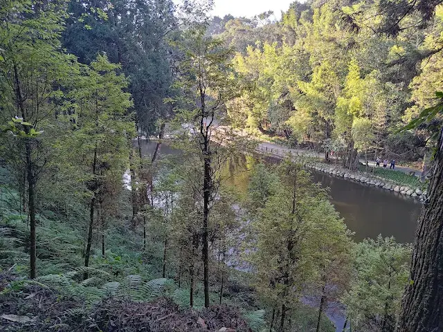 杉林溪森林生態渡假園區 - 青龍蕨類步道 - 蕨類探索區