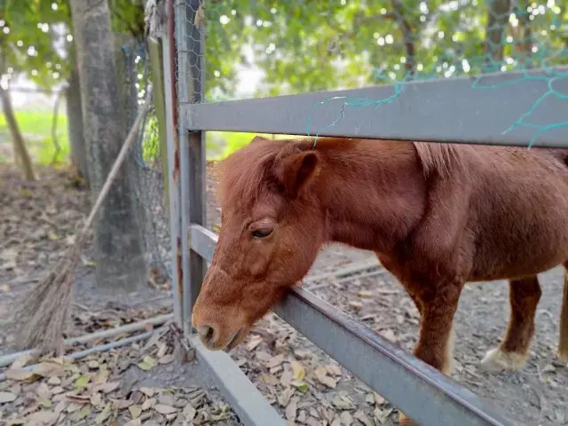 溪州公園 - 老牛安養中心 - 迷你馬
