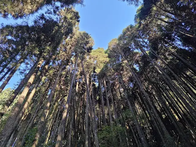 杉林溪森林生態渡假園區 - 青龍蕨類步道 - 蕨類探索區