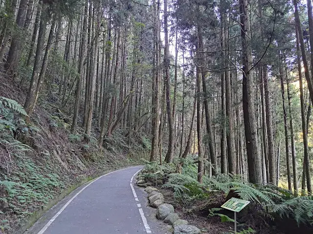 杉林溪森林生態渡假園區 - 青龍蕨類步道 - 蕨類探索區