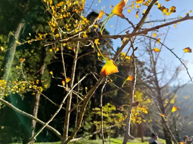 杉林溪森林生態渡假園區 - 青龍蕨類步道 - 銀杏湖 - 銀杏樹