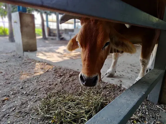 溪州公園 - 老牛安養中心 - 黃牛