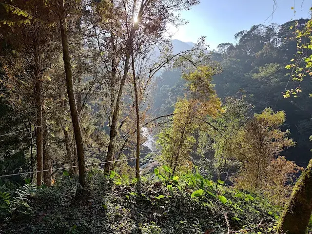 杉林溪森林生態渡假園區 - 青龍蕨類步道 - 欣悅台