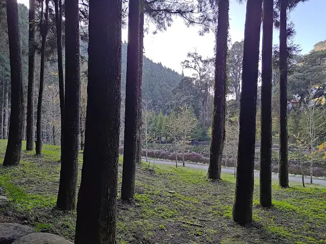 杉林溪森林生態渡假園區 - 青龍蕨類步道 - 蕨類探索區