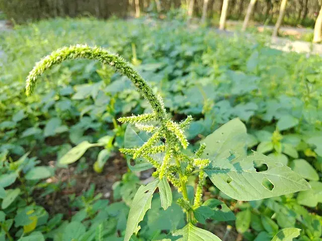 溪州公園森林區 - 自行車道 - 刺莧