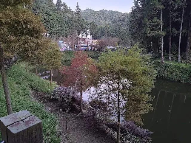 杉林溪森林生態渡假園區 - 石井磯步道 - 楓葉