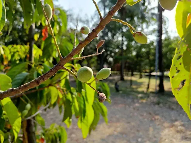 溪州公園 - 錫蘭橄欖