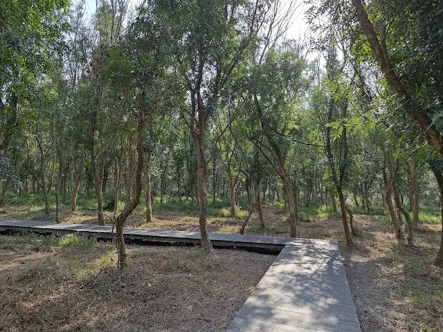 溪州公園森林區 - 芬多精步道