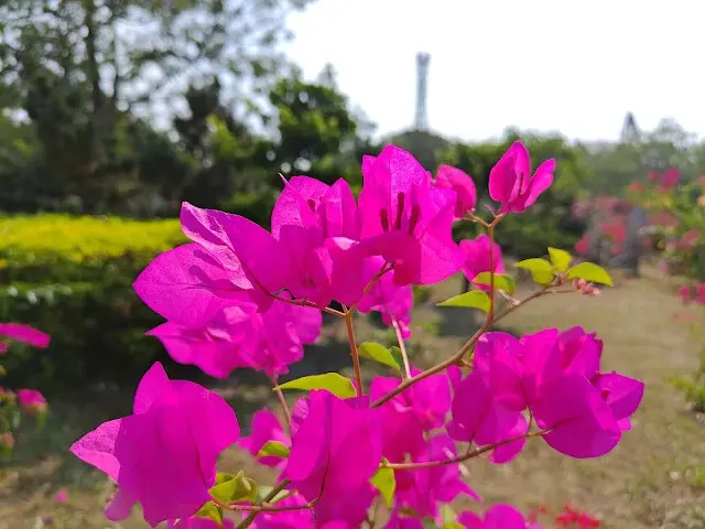 溪州公園 - 九重葛