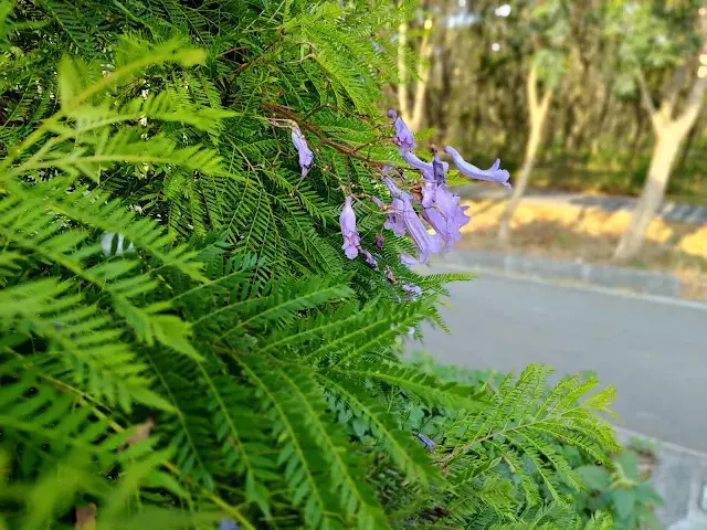 溪州公園森林區 - 自行車道 - 藍花楹