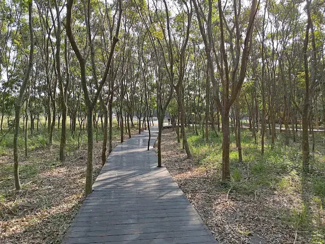 溪州公園森林區 - 「芬多精步道」二號