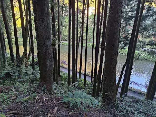 杉林溪森林生態渡假園區 - 青龍蕨類步道 - 蕨類探索區