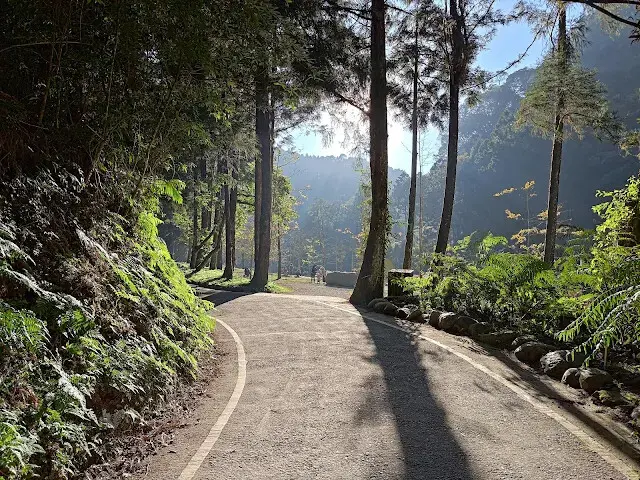 杉林溪森林生態渡假園區 - 青龍蕨類步道 - 銀杏湖