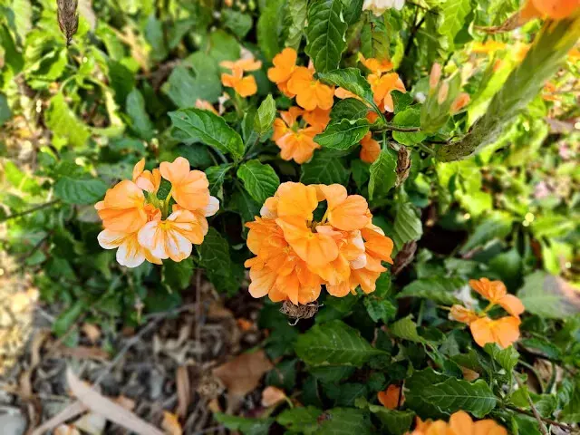 溪州公園 - 鳥尾花