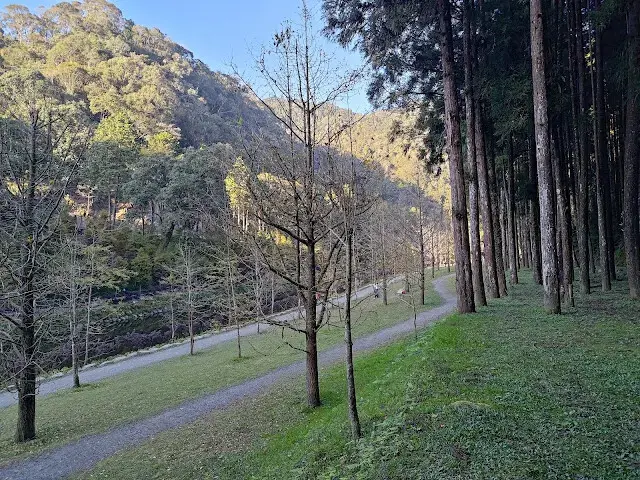 杉林溪森林生態渡假園區 - 青龍蕨類步道 - 蕨類探索區