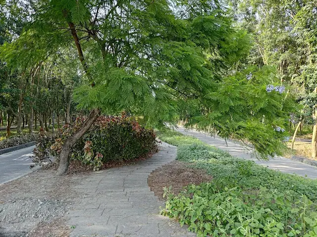 溪州公園森林區 - 自行車道 - 藍花楹