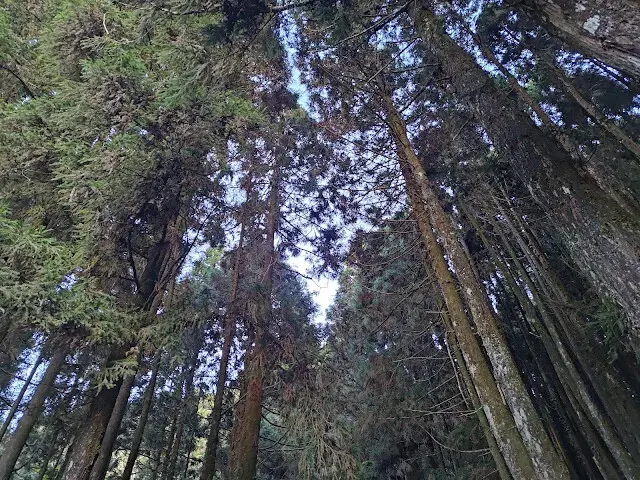 杉林溪森林生態渡假園區 - 青龍蕨類步道