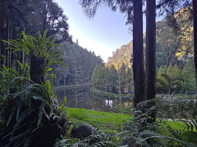 杉林溪森林生態渡假園區 - 青龍蕨類步道 - 蕨類探索區
