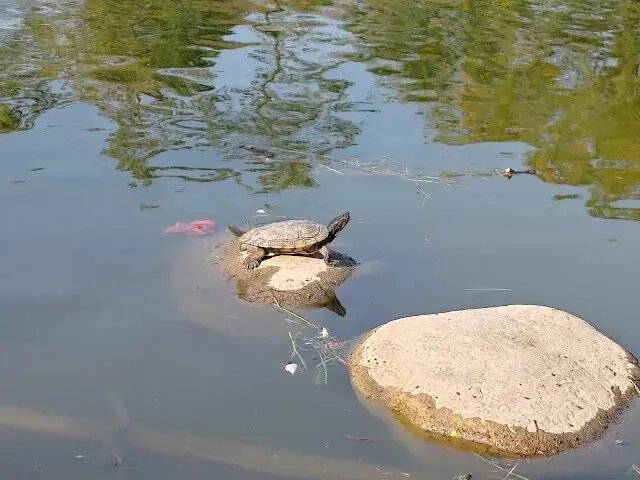 溪州公園 - 綠意湖 - 烏龜
