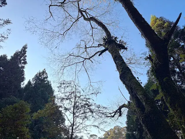 杉林溪森林生態渡假園區 - 青龍蕨類步道