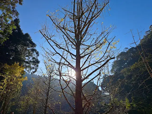 杉林溪森林生態渡假園區 - 青龍蕨類步道 - 銀杏湖 - 銀杏樹