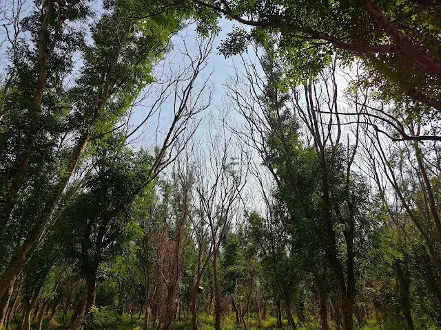 溪州公園森林區 - 芬多精步道