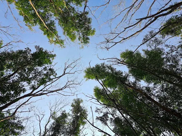 溪州公園森林區 - 芬多精步道