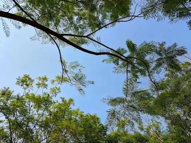 溪州公園森林區 - 自行車道