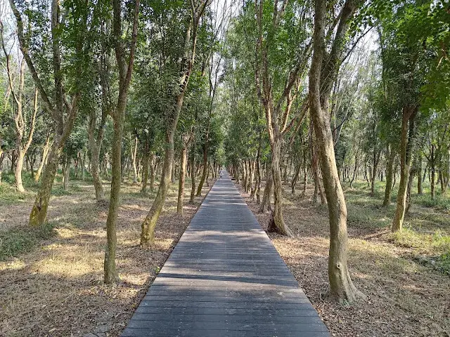 溪州公園森林區 - 芬多精步道