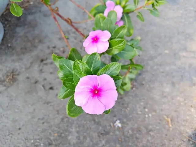 溪州公園森林區 - 自行車道 - 長春花