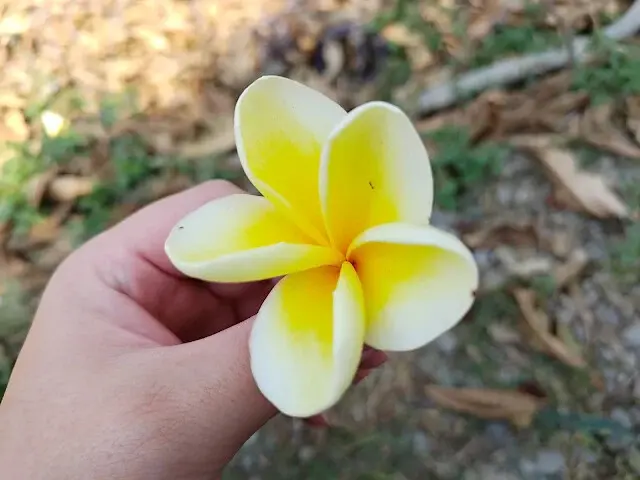 溪州公園 - 老牛安養中心 - 緬梔花