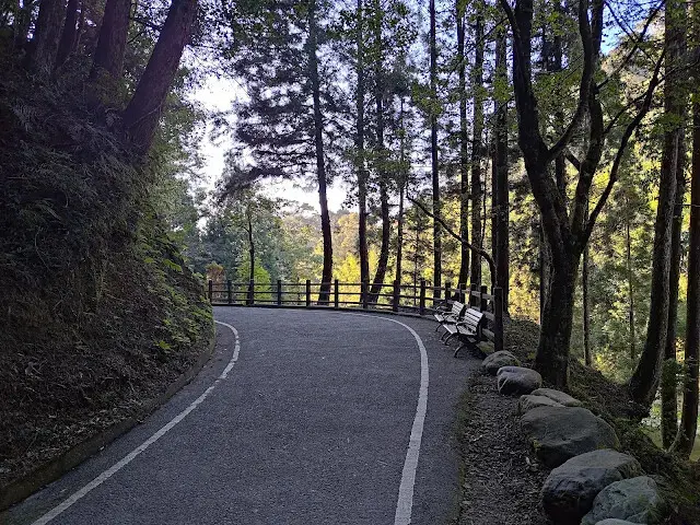 杉林溪森林生態渡假園區 - 青龍蕨類步道 - 蕨類探索區