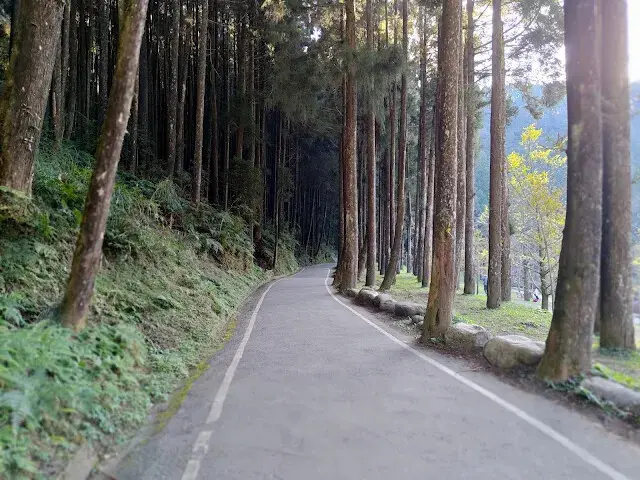 杉林溪森林生態渡假園區 - 青龍蕨類步道 - 蕨類探索區