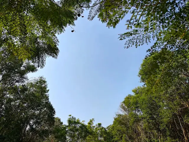 溪州公園森林區 - 自行車道