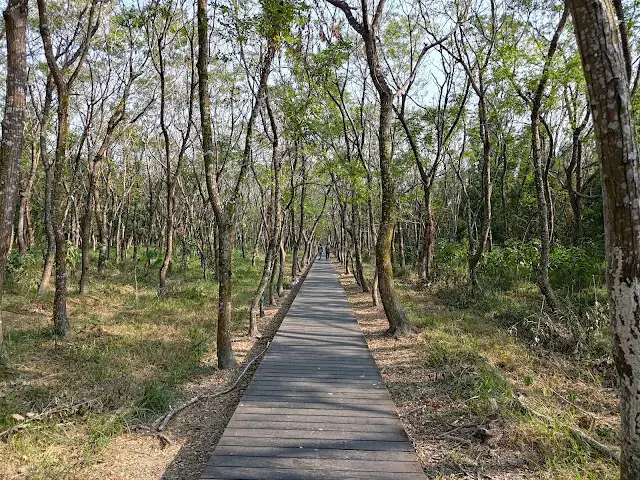 溪州公園森林區 - 芬多精步道