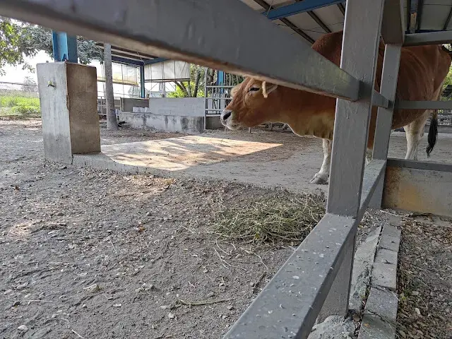 溪州公園 - 老牛安養中心 - 黃牛