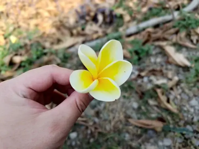 溪州公園 - 老牛安養中心 - 緬梔花