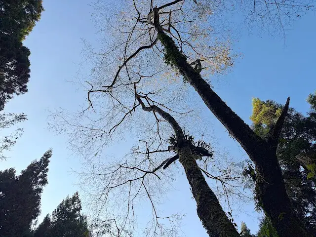 杉林溪森林生態渡假園區 - 青龍蕨類步道