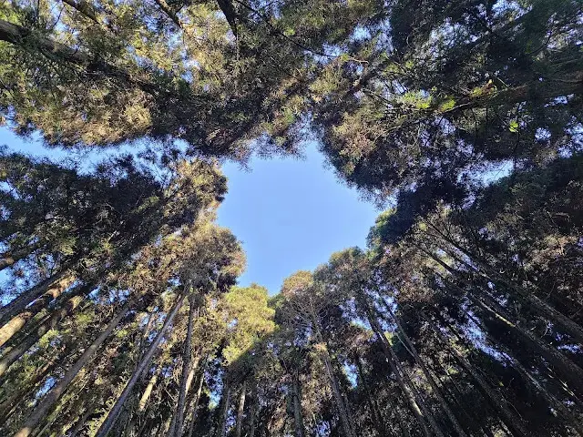 杉林溪森林生態渡假園區 - 青龍蕨類步道 - 蕨類探索區