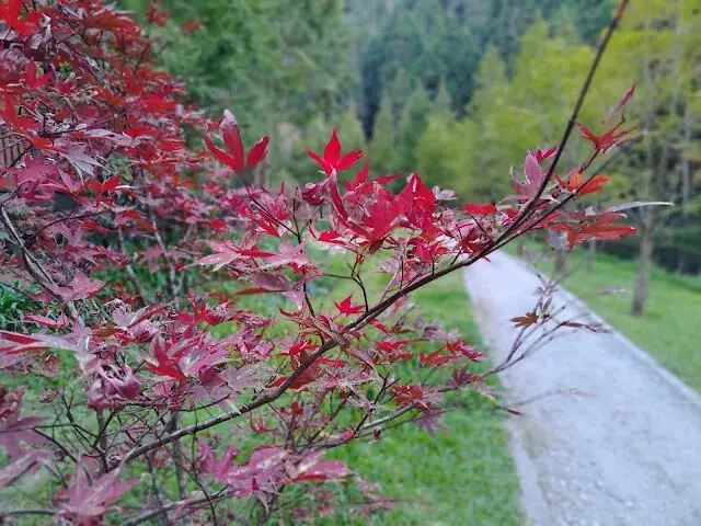 杉林溪森林生態渡假園區 - 石井磯步道 - 楓葉
