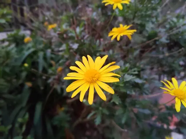 杉林溪森林生態渡假園區