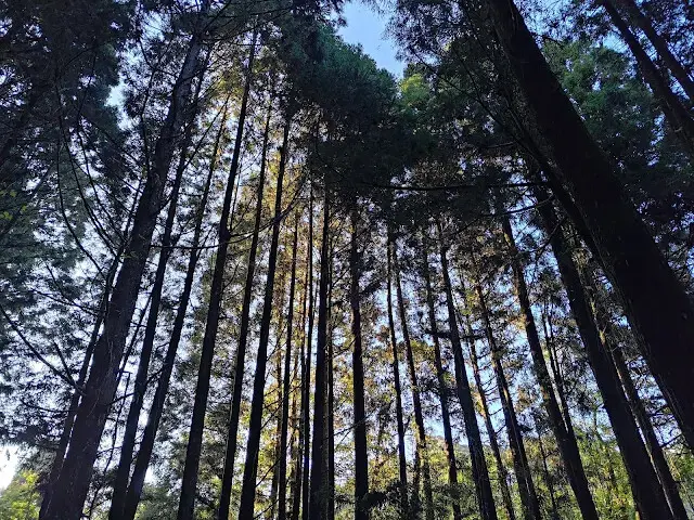 杉林溪森林生態渡假園區 - 青龍蕨類步道 - 福亭