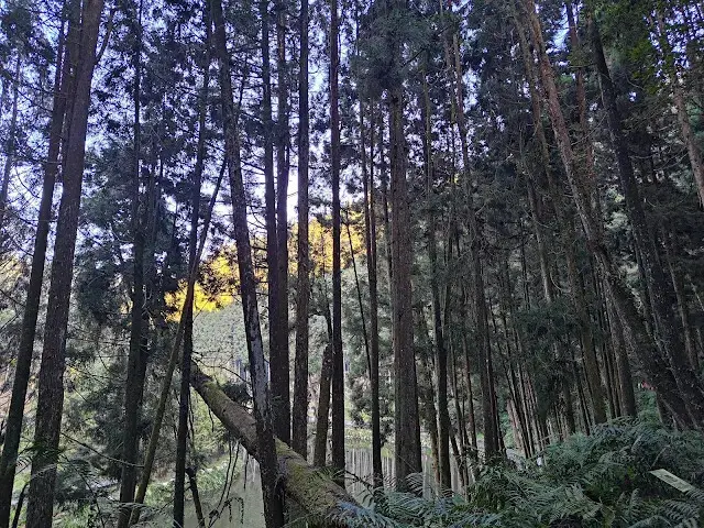 杉林溪森林生態渡假園區 - 青龍蕨類步道 - 蕨類探索區