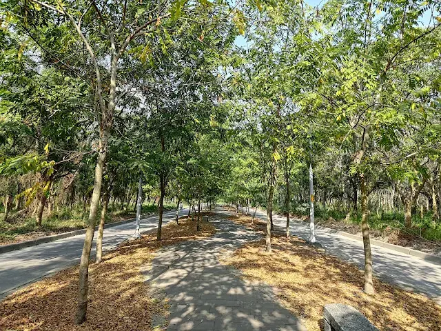 溪州公園森林區 - 「森林區塊」分隔道路