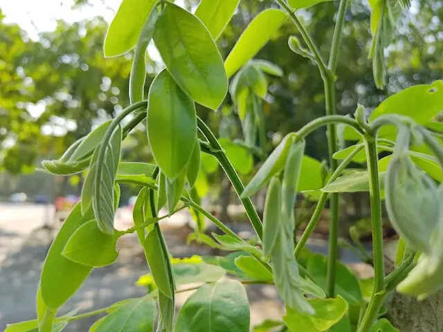 溪州公園森林區 - 「森林區塊」分隔道路