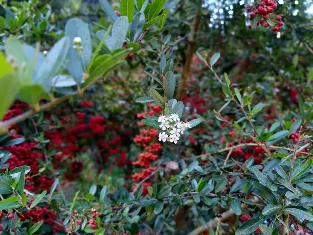 杉林溪森林生態渡假園區 - 龍珠橋 - 火刺木