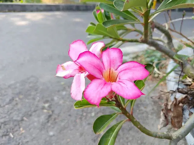 溪州公園森林區 - 自行車道 - 沙漠玫瑰