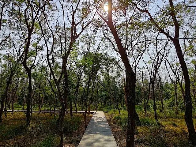 溪州公園森林區 - 芬多精步道