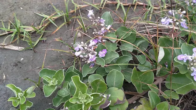 和平島地質公園 - 海埔姜